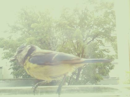 bird_20260514_105743_703_burst3_motion5541_conf0.25_bestbird.jpg