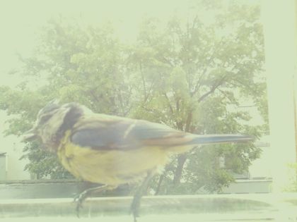 bird_20260514_105748_872_burst4_motion5541_conf0.00_bestnone.jpg