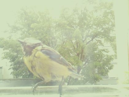 bird_20260514_105754_052_burst5_motion5541_conf0.96_bestbird.jpg