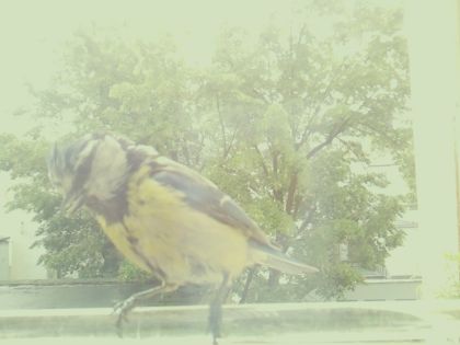 bird_20260514_105759_254_burst6_motion5541_conf0.67_bestbird.jpg