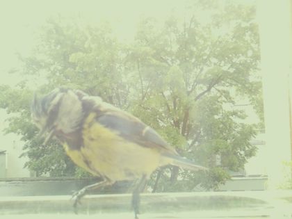 bird_20260514_105804_529_burst7_motion5541_conf0.00_bestnone.jpg