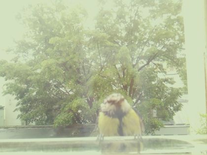 bird_20260514_110842_354_burst0_motion5261_conf0.80_bestbird.jpg