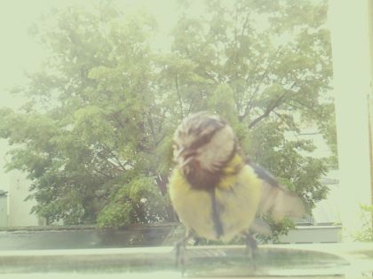 bird_20260514_110846_974_burst1_motion5261_conf0.95_bestbird.jpg