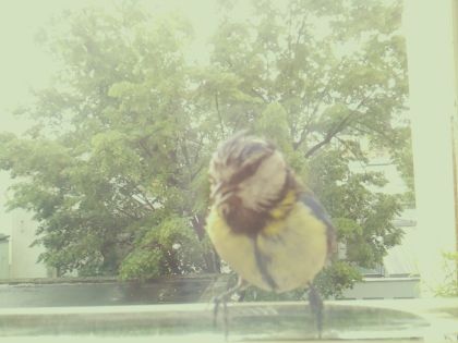 bird_20260514_110851_954_burst2_motion5261_conf0.89_bestbird.jpg