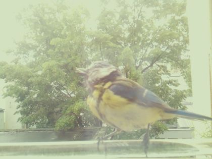 bird_20260514_110857_001_burst3_motion5261_conf1.00_bestbird.jpg