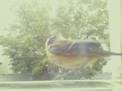 bird_20260514_110902_224_burst4_motion5261_conf0.00_bestnone.jpg