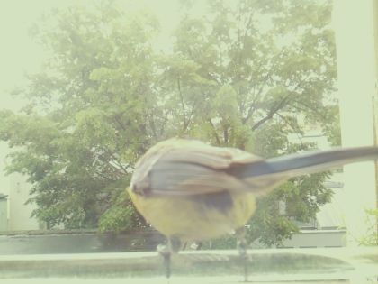 bird_20260514_110907_447_burst5_motion5261_conf0.98_bestbird.jpg