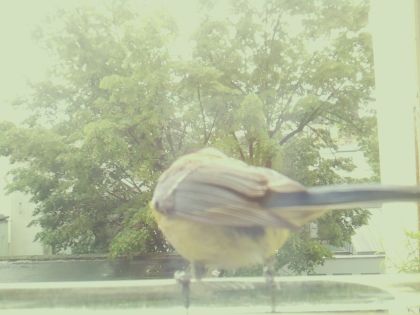 bird_20260514_110912_733_burst6_motion5261_conf0.94_bestbird.jpg