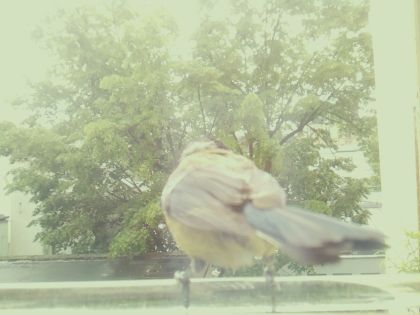 bird_20260514_110917_963_burst7_motion5261_conf0.99_bestbird.jpg