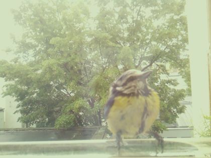 bird_20260514_111135_958_burst1_motion2098_conf0.99_bestbird.jpg