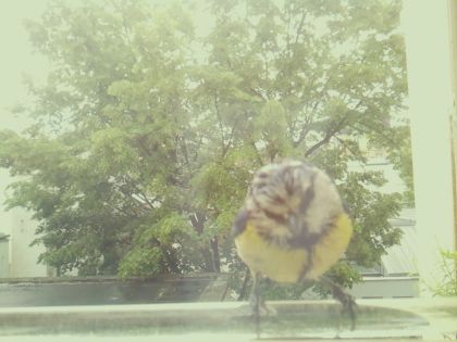 bird_20260514_111140_996_burst2_motion2098_conf1.00_bestbird.jpg