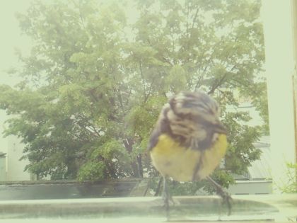bird_20260514_111146_046_burst3_motion2098_conf0.99_bestbird.jpg