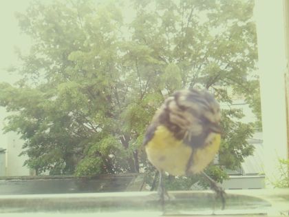 bird_20260514_111151_239_burst4_motion2098_conf0.99_bestbird.jpg
