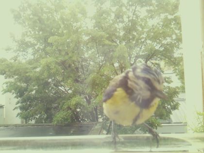 bird_20260514_111156_492_burst5_motion2098_conf0.72_bestbird.jpg