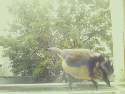 bird_20260514_111201_800_burst6_motion2098_conf1.00_bestbird.jpg