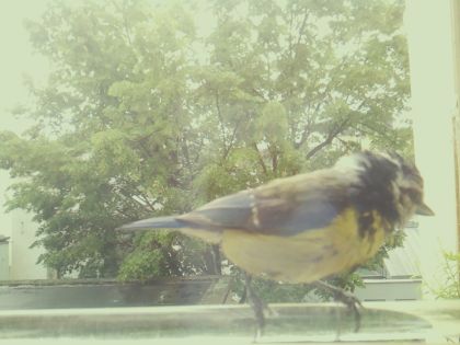 bird_20260514_111207_204_burst7_motion2098_conf1.00_bestbird.jpg