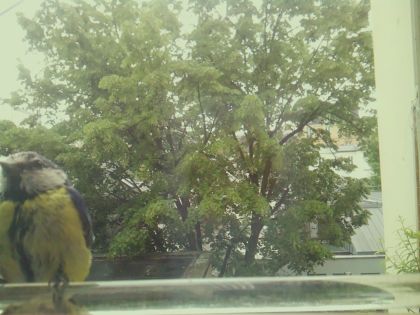 bird_20260514_111730_374_burst1_motion1392_conf0.95_bestbird.jpg