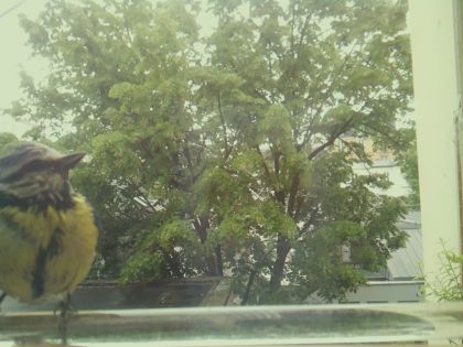 bird_20260514_111740_951_burst3_motion1392_conf0.95_bestbird.jpg