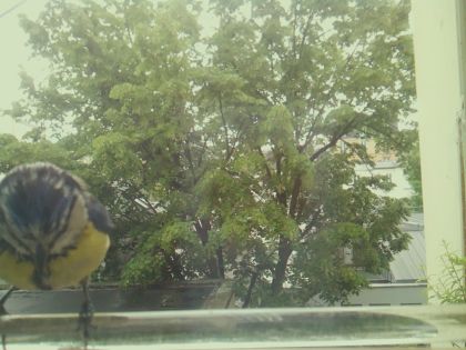 bird_20260514_111751_793_burst5_motion1392_conf0.94_bestbird.jpg