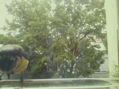 bird_20260514_111757_331_burst6_motion1392_conf0.89_bestbird.jpg
