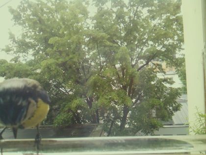 bird_20260514_111802_870_burst7_motion1392_conf0.89_bestbird.jpg