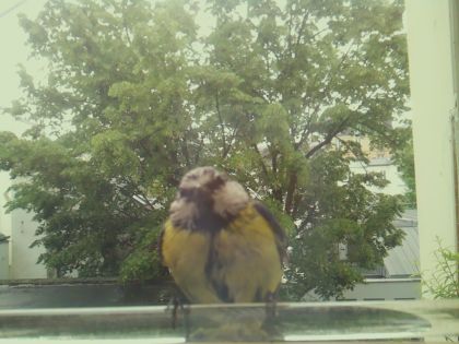bird_20260514_111842_139_burst1_motion2110_conf1.00_bestbird.jpg