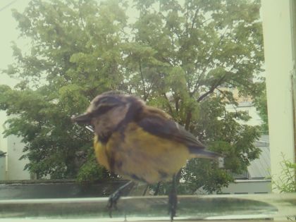 bird_20260514_111847_470_burst2_motion2110_conf1.00_bestbird.jpg