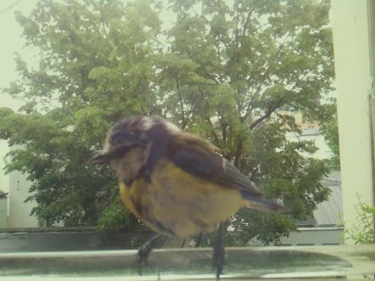 bird_20260514_111909_350_burst6_motion2110_conf1.00_bestbird.jpg