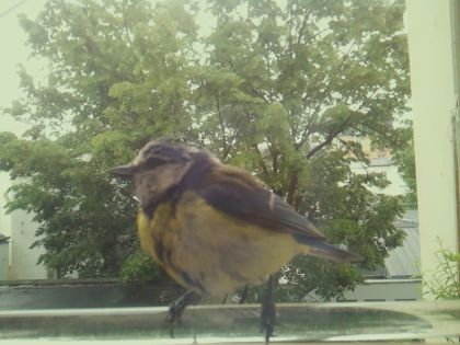 bird_20260514_111914_962_burst7_motion2110_conf1.00_bestbird.jpg
