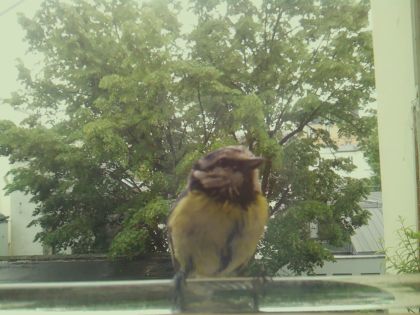 bird_20260514_111943_076_burst1_motion4620_conf0.91_bestbird.jpg
