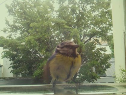 bird_20260514_111948_425_burst2_motion4620_conf0.95_bestbird.jpg