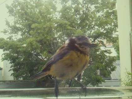 bird_20260514_111959_696_burst4_motion4620_conf0.99_bestbird.jpg