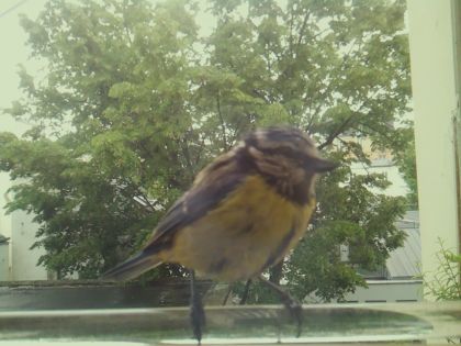 bird_20260514_112005_136_burst5_motion4620_conf1.00_bestbird.jpg