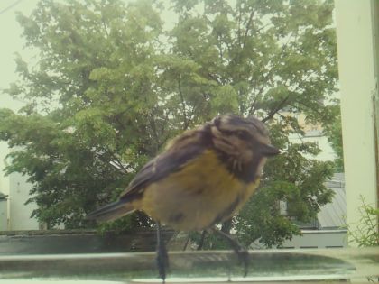 bird_20260514_112010_733_burst6_motion4620_conf1.00_bestbird.jpg
