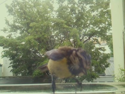 bird_20260514_112016_323_burst7_motion4620_conf0.98_bestbird.jpg