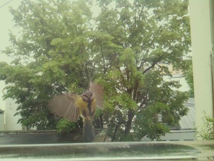 bird_20260514_112042_660_burst0_motion4792_conf0.41_bestperson.jpg