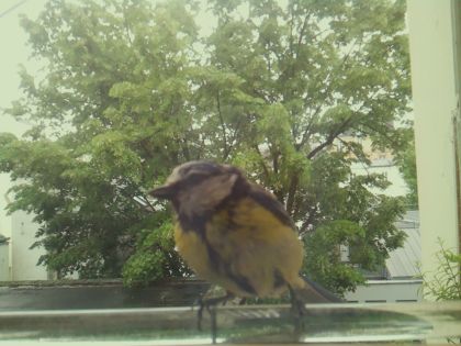 bird_20260514_112047_754_burst1_motion4792_conf1.00_bestbird.jpg