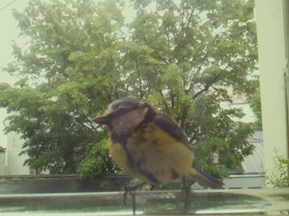 bird_20260514_112053_234_burst2_motion4792_conf1.00_bestbird.jpg