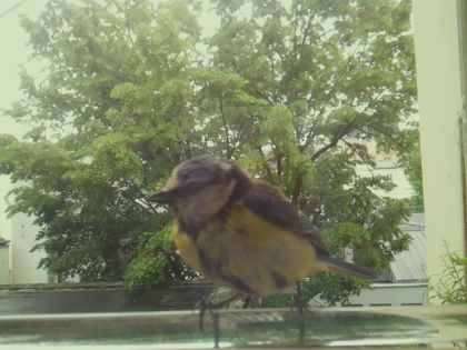 bird_20260514_112058_644_burst3_motion4792_conf1.00_bestbird.jpg