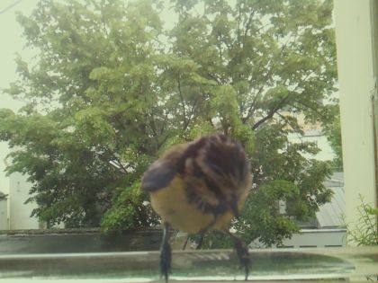 bird_20260514_112104_146_burst4_motion4792_conf0.99_bestbird.jpg