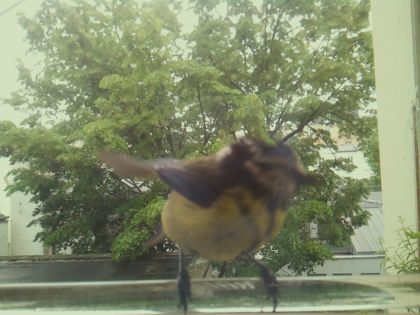 bird_20260514_112109_599_burst5_motion4792_conf1.00_bestbird.jpg