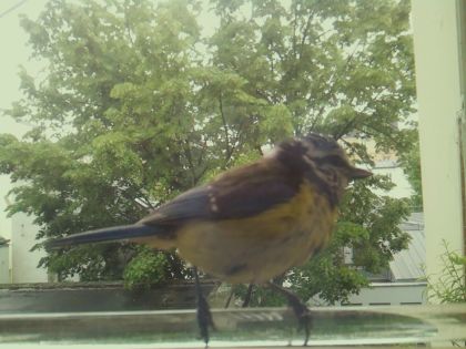 bird_20260514_112115_124_burst6_motion4792_conf1.00_bestbird.jpg