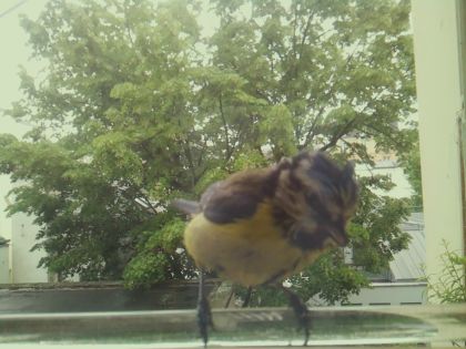 bird_20260514_112120_648_burst7_motion4792_conf1.00_bestbird.jpg