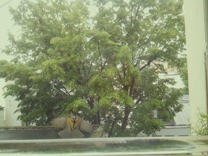 bird_20260514_112209_830_burst0_motion4233_conf0.31_bestperson.jpg