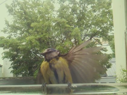 bird_20260514_112214_847_burst1_motion4233_conf0.96_bestbird.jpg