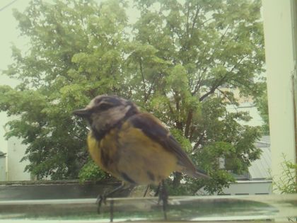 bird_20260514_112220_207_burst2_motion4233_conf1.00_bestbird.jpg