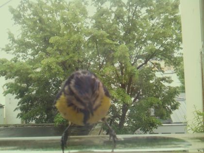 bird_20260514_112225_481_burst3_motion4233_conf0.99_bestbird.jpg