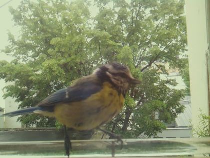 bird_20260514_112230_831_burst4_motion4233_conf1.00_bestbird.jpg