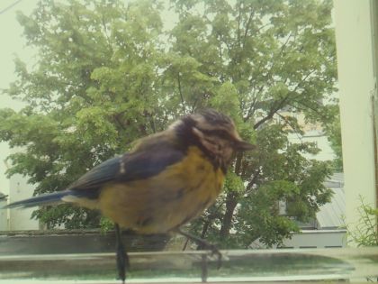 bird_20260514_112236_257_burst5_motion4233_conf1.00_bestbird.jpg