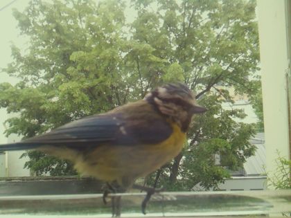 bird_20260514_112247_332_burst7_motion4233_conf1.00_bestbird.jpg